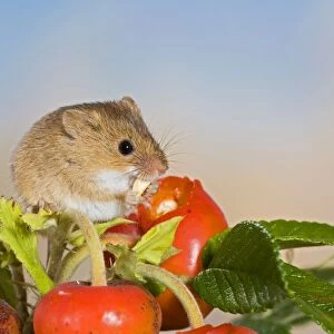 Harvest mouse - feeding on rose hips Bedfordshire UK