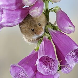 Harvest mouse - on foxglove - Bedfordshire - UK 007634