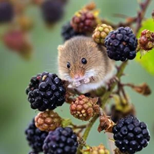 Harvest Mouse - UK - Captive - Blackberries