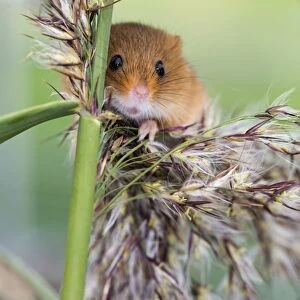 Harvest Mouse - UK - Captive - on Reeds