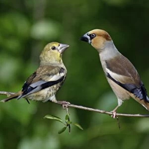Hawfinch - young bird with adult, Lower Saxony, Germany