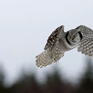 Hawk Owl - hovering with forest in background - March - Finland