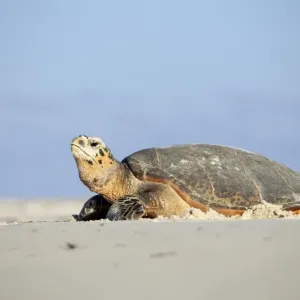 Hawksbill Turtle Hawksbill Turtle