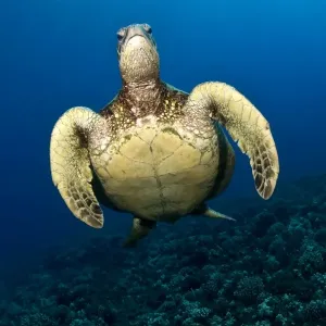 Hawksbill Turtle - Lana'i - Maui Hawksbill Turtle - Lana'i - Maui