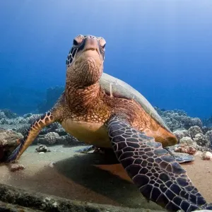 Hawksbill Turtle - Maui Hawksbill Turtle - Maui
