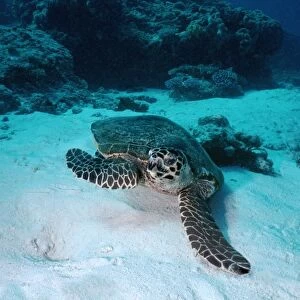 Hawksbill Turtle - Turtles can be inquisitive and swim close to divers. Milne bay, Papua New Guinea. TUR-046