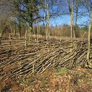 Hazel Coppice - Deer fence Garston Wood, Dorset, UK