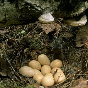 Hazel Hen, - Eggs in typical nest; common but very difficult to find in taiga-forest near river Negustyah, a tributary of river Bolshoi Ugan, near Ugut settlement; Uganskii Nat. reserve, Siberia, Russia; spring Ug37. 0393