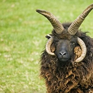 Head of four horned Hebridian / St Kilda sheep. Rare Breed Trust Cotswold Farm Park - UK