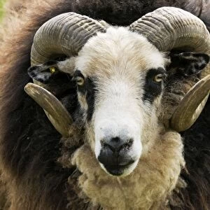 Head and horns of Shetland sheep - ram. Rare Breed Trust Cotswold Farm Park Temple Guiting near Stow on the Wold UK. The smallest breed of British sheep it was thought to be brought to the Shetlands by the Vikings over 1000 years ago