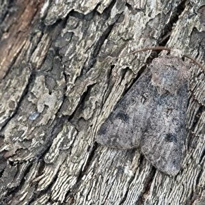 Heart and Dart Moth - Lincolnshire - England