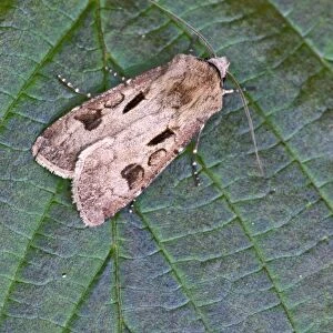 Heart and Dart - resting on leaf - Lincolnshire - England