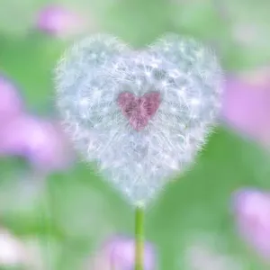 Heart shaped Dandelion seed head with pink heart Heart shaped Dandelion seed head with pink heart