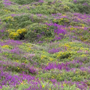 Heath - heather and gorse - Chun Downs - Cornwall - UK Heath - heather and gorse - Chun Downs - Cornwall - UK