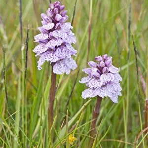 Heath Spotted Orchids - two flower spikes - Berneray - Outer Hebrides - Scotland