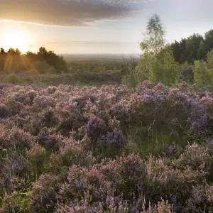 Heather - on moor landscape - Belgium Heather - on moor landscape - Belgium