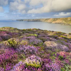 Heathland - North Cliffs - near Camborne - Cornwall - UK Heathland - North Cliffs - near Camborne - Cornwall - UK