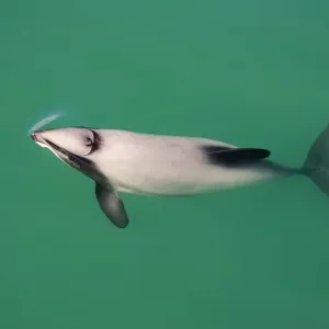 Hector's Dolphins - one of the smallest marine mammals - it is endangered due to fishing nets and boat propellors. Akaroa Harbour - South Island - New Zealand Hector's Dolphins - one of the smallest marine mammals - it is endangered due to fishing nets and boat propellors. Akaroa Harbour - South Island - New Zealand