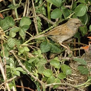 Hedge Sparrow / Dunnock - at nest with young