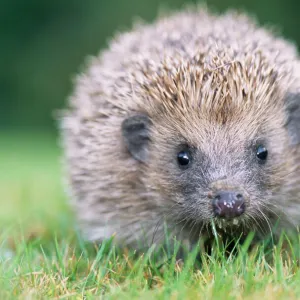 Hedgehog