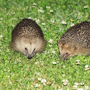 Hedgehog - 2 animals on garden lawn feeding, Lower Saxony, Germany