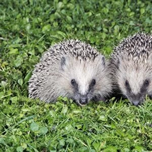 Hedgehog - 2 young animals on garden lawn, feeding, Lower Saxony, Germany