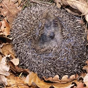 Hedgehog Curled up in ball