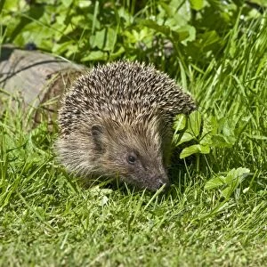 Hedgehog - in grass with log behind - Lincolnshire - UK