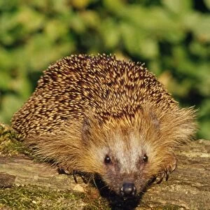 Hedgehog - two sitting on a log