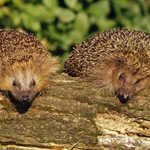 Hedgehog - two sitting on a log