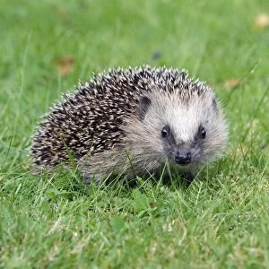 Hedgehog - young animal on garden lawn, Lower Saxony, Germany