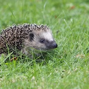 Hedgehog - young animal on garden lawn, Lower Saxony, Germany