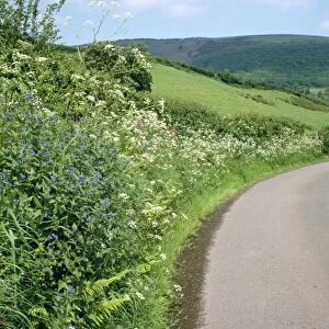 Hedgerow - roadside bank, with Alkaline Cow Parsley, Red Compion. Bratton, Somerset, UK
