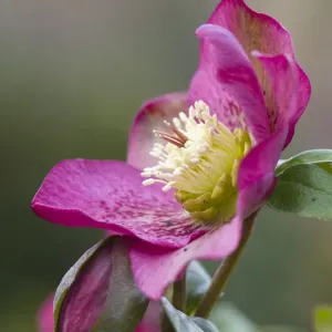 Hellebore - garden - Cornwall; Hellebore - garden - Cornwall;
