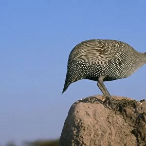 Helmeted Guineafowl - alarm call by look out bird