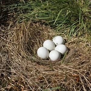 Hen Harrier - eggs in nest