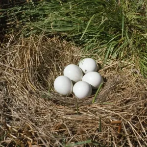 Mistle Thrush - Eggs in Nest Print (Turdus viscivorus). Art Prints