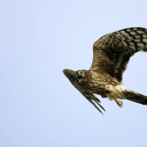 Hen Harrier-Female- calling in flight, with prey in talons Isle of Texel, Holland