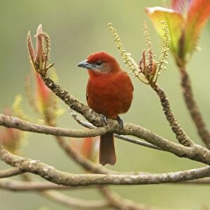 Hepatic Tanager - male Belize