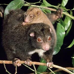 Herbert River Ringtail Possum - mother & young North East Queensland, Australia