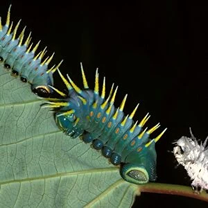 Hercules moth - larvae and a cast skin