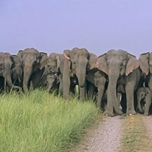 Herd of Indian / Asian Elephants blocking the track, Corbett National Park, India
