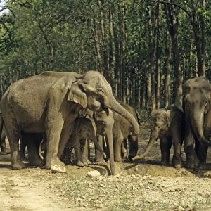 Herd of Indian / Asian Elephants around the water-hole filled with rain water, Corbett National Park, India