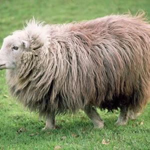 Herdwick Sheep - female