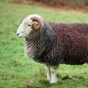 Herdwick Sheep - ram