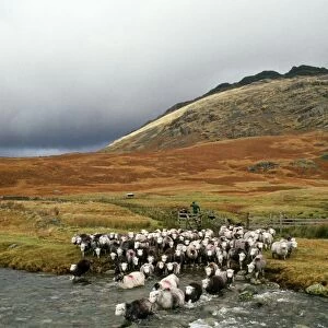 Herdwick Sheep and Shepherd