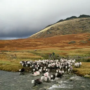 Herdwick Sheep and Shepherd