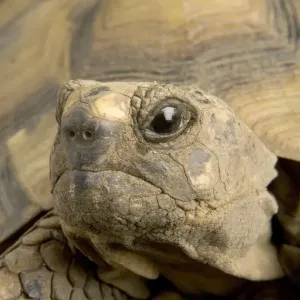 Hermann's Tortoise Hermann's Tortoise
