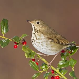 Hermit Thrush - with holly berries in winter. January in Connecticut, USA