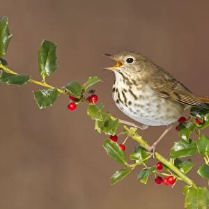 Hermit Thrush - with mouth open - with holly berries in winter. January in Connecticut - USA